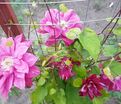 Клематис Ред Стар / Clematis Red Star — фото 4