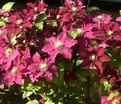 Клематис Ред Стар / Clematis Red Star — фото 5
