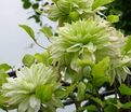 Клематис Сен-Но-Казе / Clematis Sen-no-kaze — фото 2