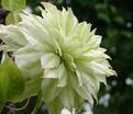 Клематис Сен-Но-Казе / Clematis Sen-no-kaze — фото 3