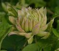 Клематис Сен-Но-Казе / Clematis Sen-no-kaze — фото 4