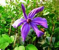 Клематис Сизая Птица / Clematis Sizaia Ptitsa — фото 2