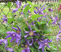 Клематис Сизая Птица / Clematis Sizaia Ptitsa — фото 4