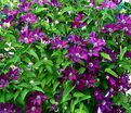 Клематис Стасик / Clematis Stasik — фото 2