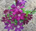 Клематис Стасик / Clematis Stasik — фото 3