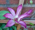 Клематис Тае / Clematis Tae — фото 2