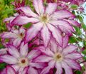 Клематис Тае / Clematis Tae — фото 3
