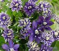 Клематис Тайга / Clematis Taiga — фото 2
