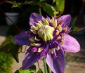 Клематис Тайга / Clematis Taiga — фото 3