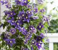 Клематис Тайга / Clematis Taiga — фото 4
