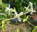 Клематис Эрли Сноу / Clematis terniflora Early Snow — фото 3