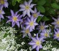 Клематис Тирислунд / Clematis Thyrislund — фото 2