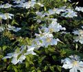 Клематис Токи / Clematis Toki — фото 2