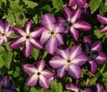Клематис Веноса Виолас / Clematis Venosa Violacea — фото 3