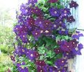 Клематис Виола / Clematis Viola — фото 2