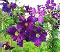 Клематис Виола / Clematis Viola — фото 3