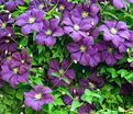 Клематис Виола / Clematis Viola — фото 4