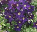 Клематис Виола / Clematis Viola — фото 5