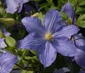 Клематис Вистула / Clematis Vistula — фото 2