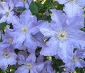 Клематис Вистула / Clematis Vistula — фото 3