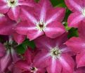 Клематис Вива Полония / Clematis Viva Polonia — фото 2