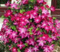 Клематис Вива Полония / Clematis Viva Polonia — фото 3
