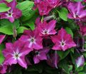 Клематис Вива Полония / Clematis Viva Polonia — фото 4