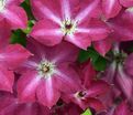 Клематис Вива Полония / Clematis Viva Polonia — фото 5