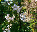 Клематис Вайт Принц Чарльз / Clematis White Prince Charles — фото 3