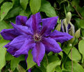 Клематис Вайлдфайер / Clematis Wildfire — фото 2
