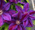 Клематис Вайлдфайер / Clematis Wildfire — фото 3