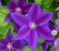 Клематис Вайлдфайер / Clematis Wildfire — фото 4
