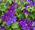 Клематис Вайлдфайер / Clematis Wildfire — фото 5