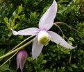 Клематис Вилли / Clematis Willy — фото 3