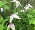 Клематис Вилли / Clematis Willy — фото 4