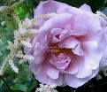 Роза La Rose du Petit Prince (Ля Роз дю Пти Принс) — фото 2