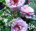 Роза La Rose du Petit Prince (Ля Роз дю Пти Принс) — фото 4