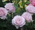 Роза La Rose du Petit Prince (Ля Роз дю Пти Принс) — фото 5