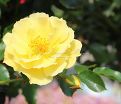 Роза Limesgold (Лимесголд) — фото 3