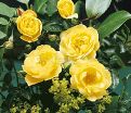 Роза Limesgold (Лимесголд) — фото 5