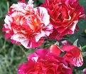 Роза Maurice Utrillo (Морис Утрилло) — фото 3