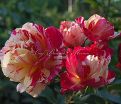 Роза Maurice Utrillo (Морис Утрилло) — фото 12