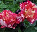 Роза Maurice Utrillo (Морис Утрилло) — фото 14