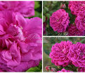 Роза Purple Rain (Пёрпл Рэйн) — фото 5