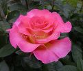 Роза Pink Paradise (Пинк Парадиз) — фото 2