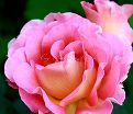 Роза Pink Paradise (Пинк Парадиз) — фото 3