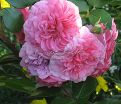 Роза Pink Swany (Пинк Свани) — фото 3