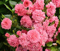 Роза Pink Swany (Пинк Свани) — фото 4