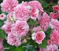 Роза Pink Swany (Пинк Свани) — фото 7