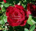 Роза Red Cascade (Рэд Каскад) — фото 2